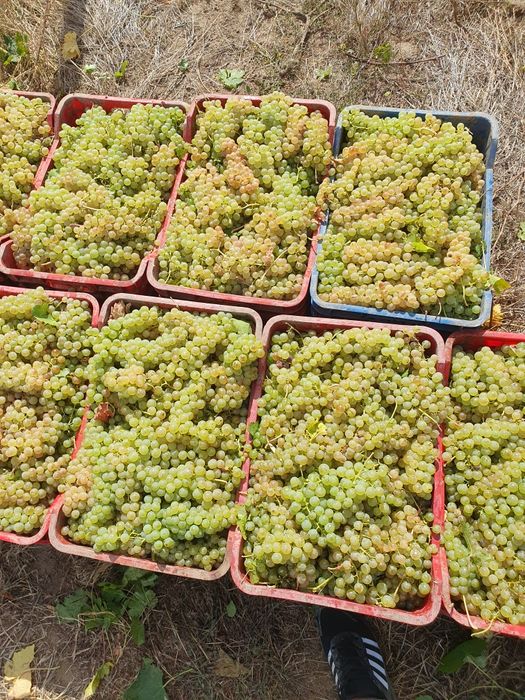 Vând struguri de vin