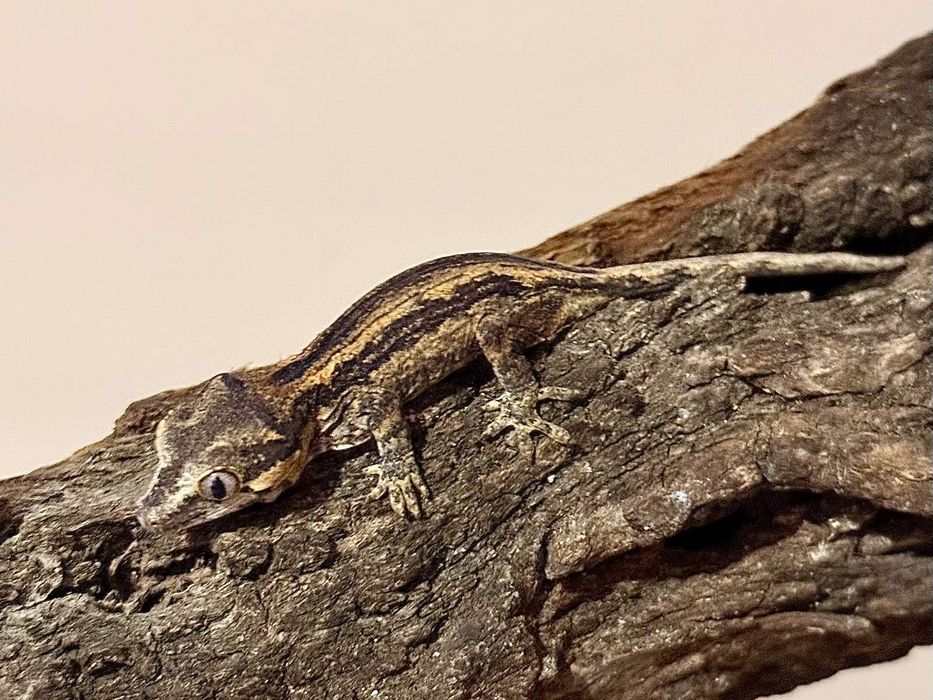 Новокаледонски гекон / Rhacodactylus auriculatus