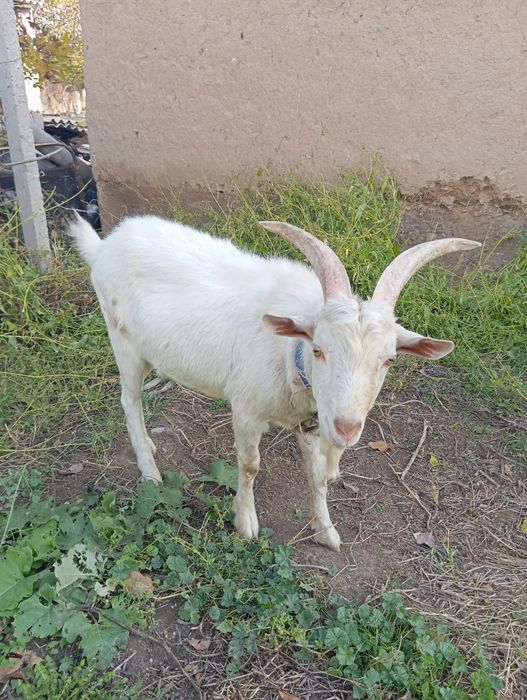 Заанен ешкісі мен текесі.