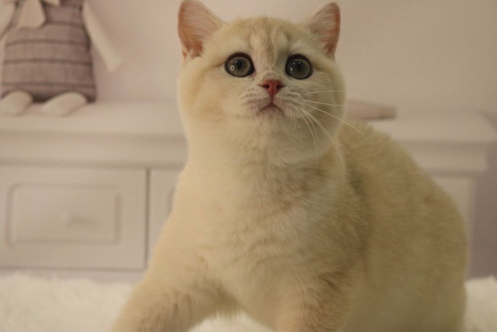 Девочка ау12 британка