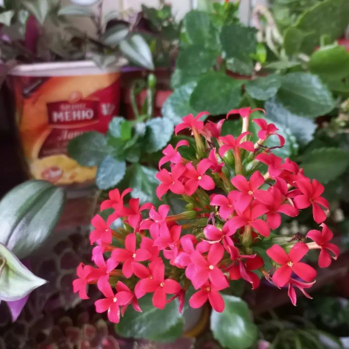 Продам комнатные цветы