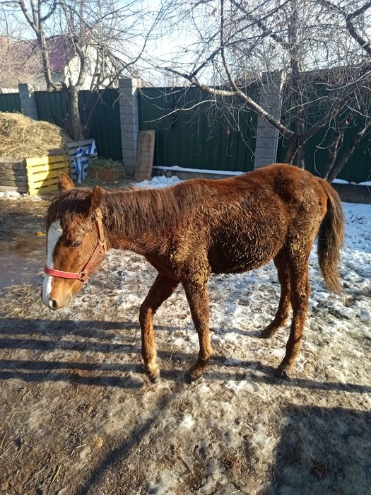 Продам лошадь 11 месецев