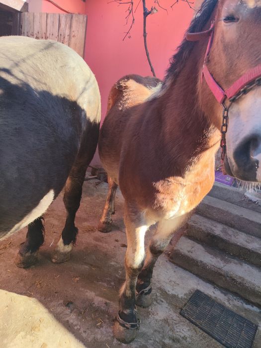 Vând o iapă și un harmăsar