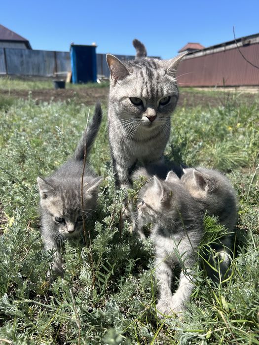Отдам котят даром. В добрые руки.
