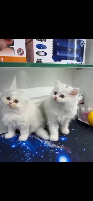 Скотиш Фолд ва Скотиш Страйт сотилади: 150 у.е. - Кошки Ташкент на Olx
