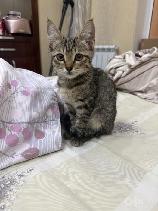 Котёнок ищет дом