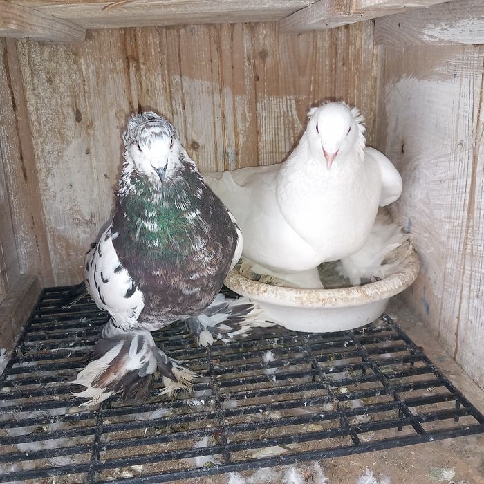 Schimb porumbei uriasi maghiari