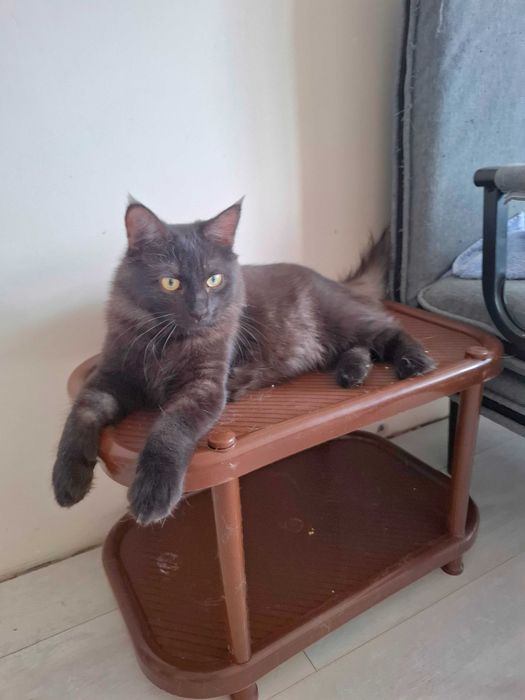 Отдам в добрые руки кота