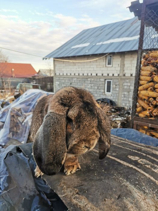 Vând mascul Berbec german 1,5 ani