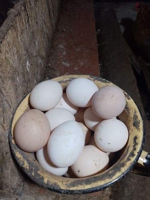 продам срочно курей и уток