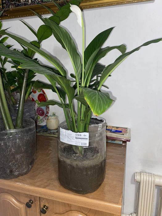 Широколистное женское счастье