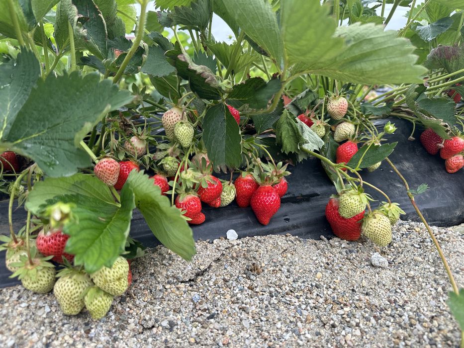 #Stoloni capsuni #Clerry #Albion #Jolly