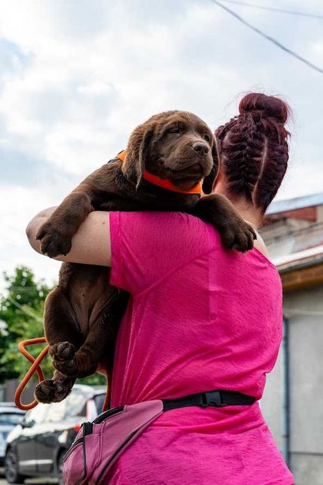 Femela labrador ciocolatie la 4 luni, Pedigree A