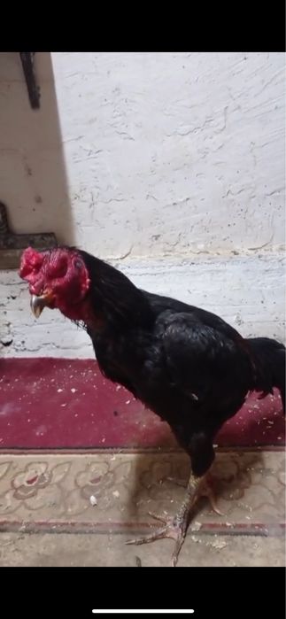 Дакан шөже қораз