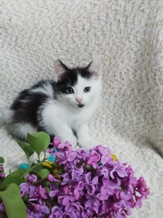Продам котят полукровок