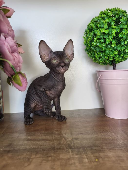 Донские Сфинксы Велюр.