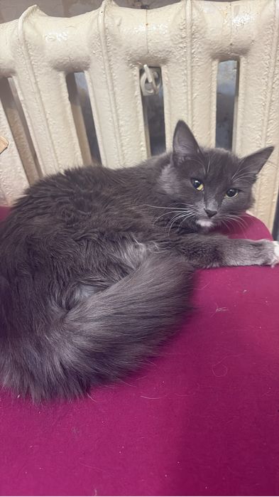 Отдам красивую кошку девочку