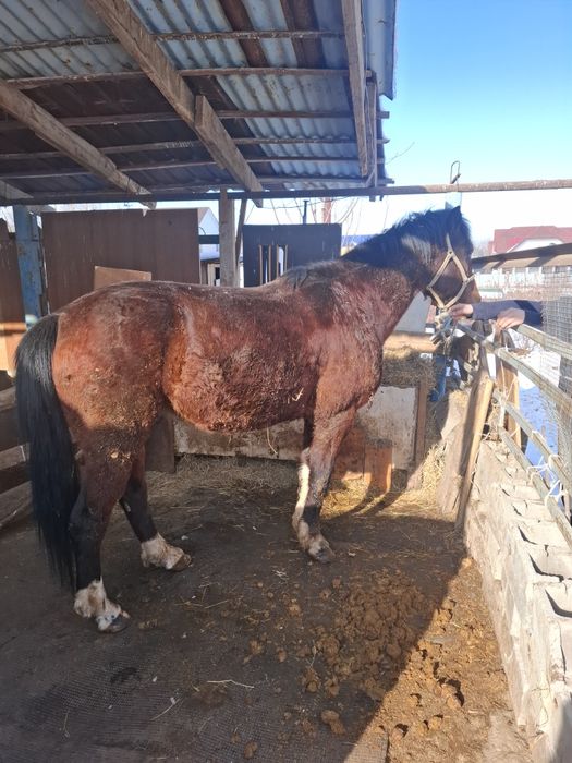 Продам жеребеца 6 лет