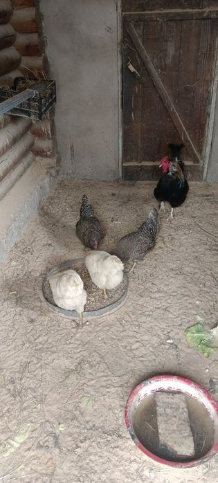 Продается семья курей