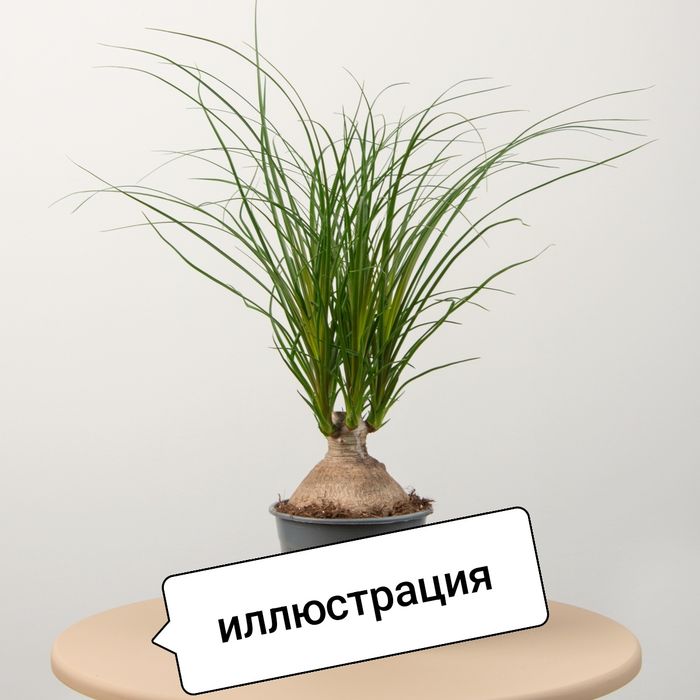 Нолина молодое растение