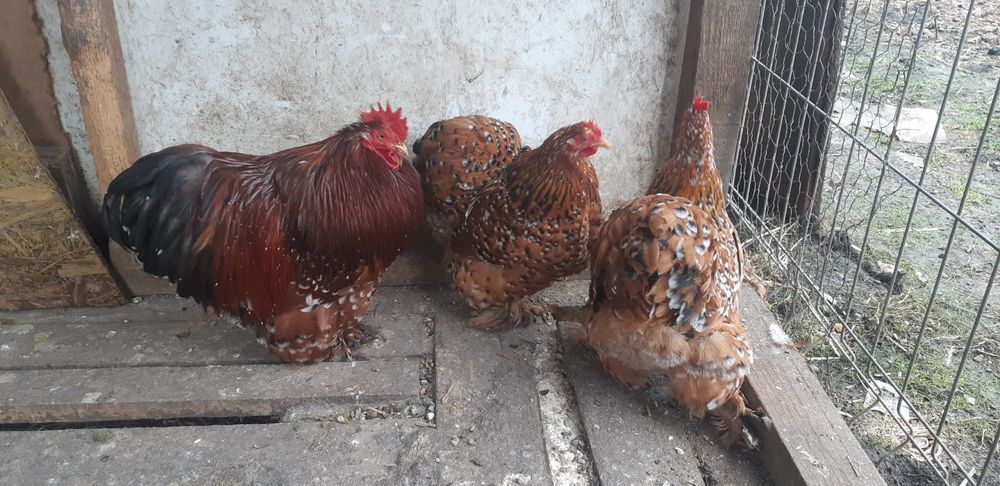 Cochinchina pitic porțelan