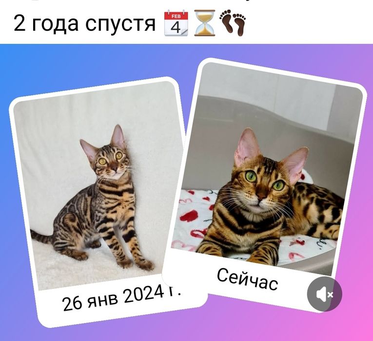 Бенгалы лучшие из лучших