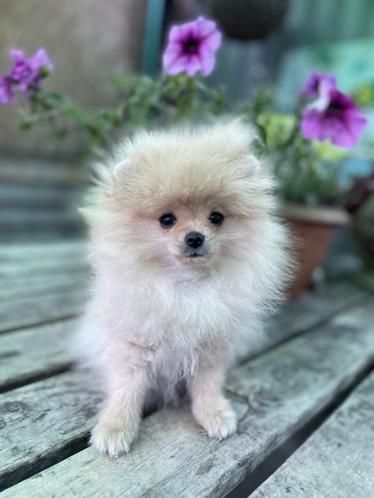 Детки померанского шпица