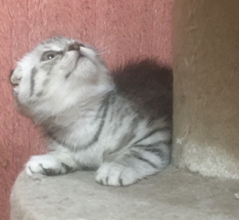 Шикарные плюшевые котята