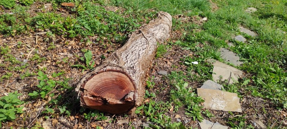 Дървен материал суров - Орех