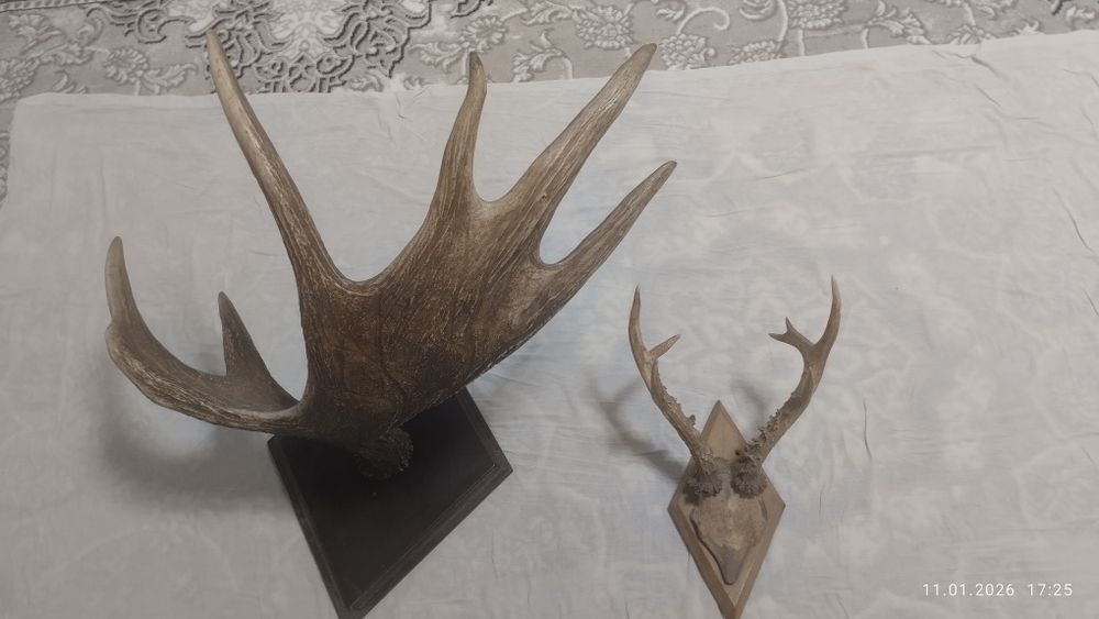 Кийик Шохи оригинал нархи 999999 сум