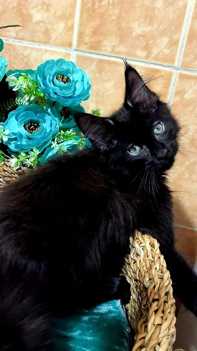 Солидные и Чёрные на Серебре - МЕЙНКУНЧИКИ