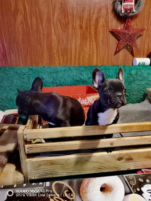 Френски булдог -