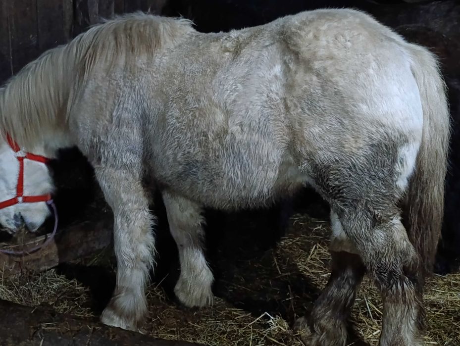 Vand manz 1 an si 6 luni