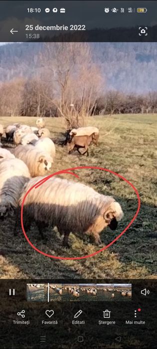 Disponibile 8 oi ,un berbec și 15 miei de anu asta