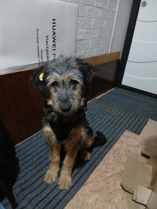 Девочка в добрые руки.