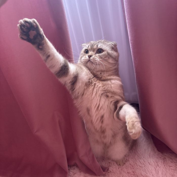 кот вислоухий на вязку