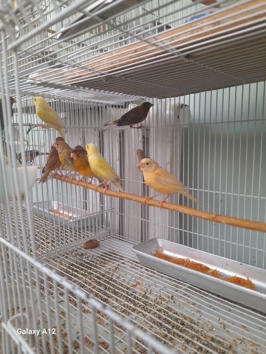 Хар хил рангли канарейкалар сотилади.