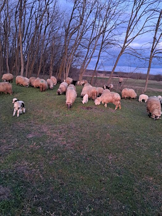 Oi de vînzare cu miei și un berbec