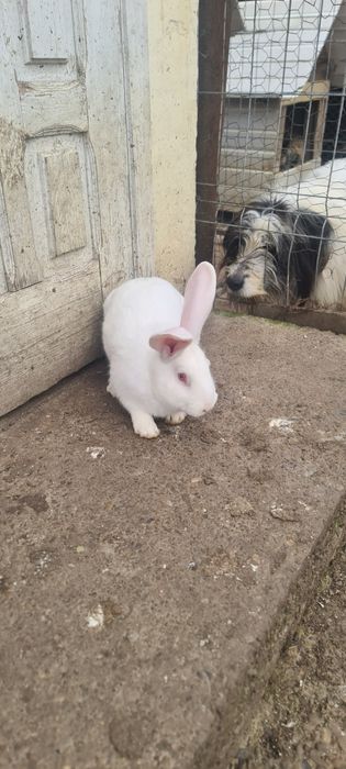 Vând iepuri hycole francez.