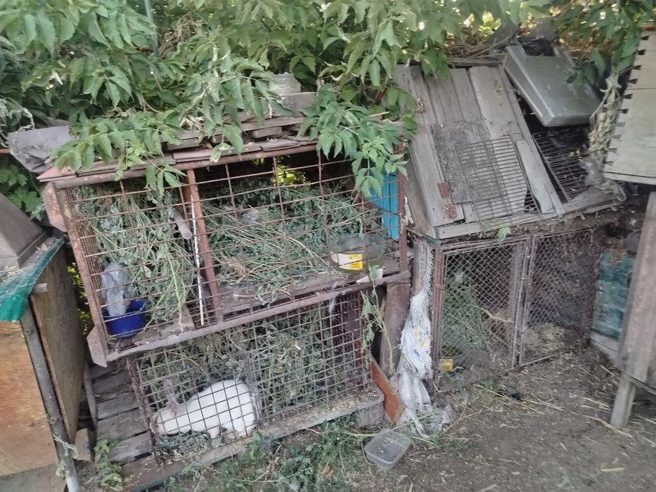 Продам мини ферму кроликов