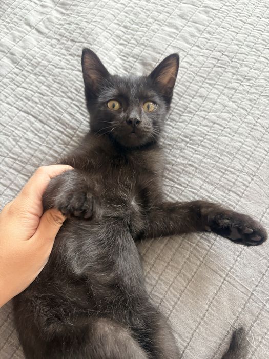 Котенок в добрые руки