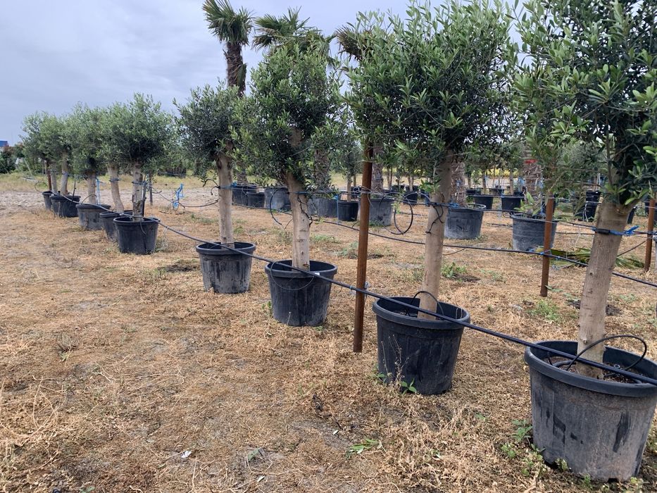 Maslin Olea Europaea pe rod