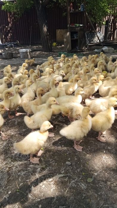 Продам гусят гусята