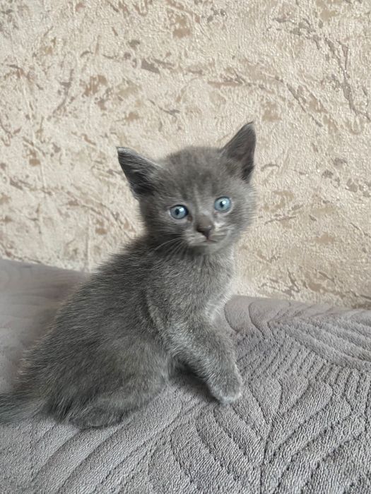 Британские котята