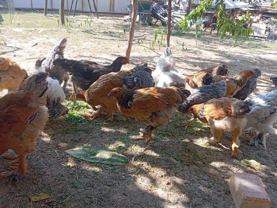 Продаётся куры породы Брама.