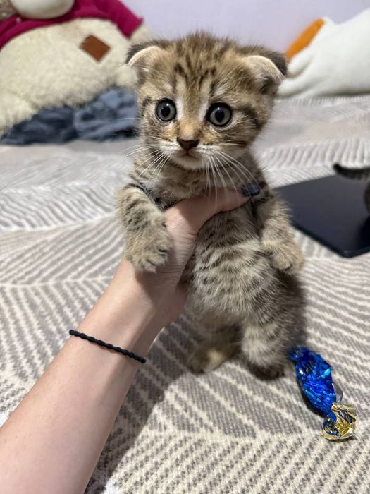 Вислоухие котята