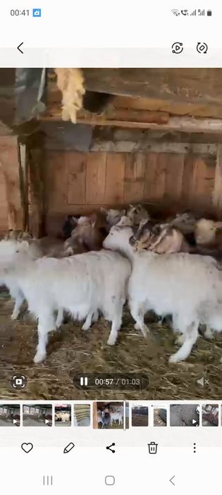 Capre tinere gestante