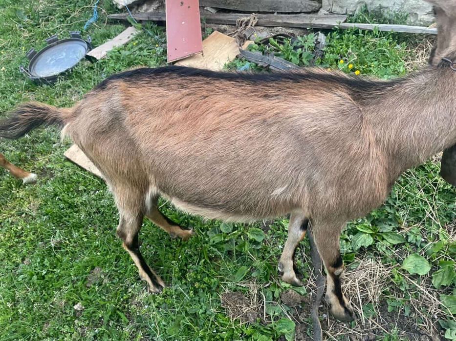 Capră tânără cu ied de vânzare mai multe detalii la 0754573732