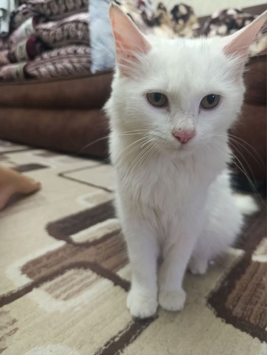 Котенок ищет ответственного человека!