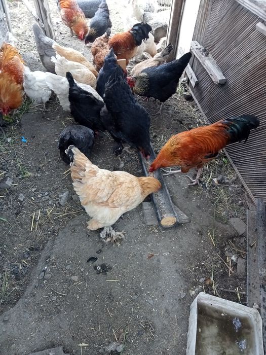 Тауықтар сатылады